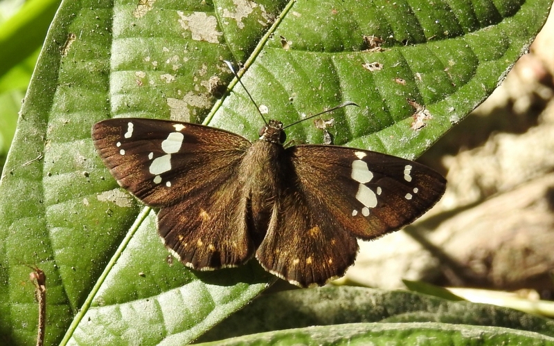 Common Spotted Flat